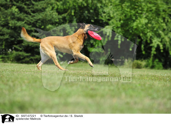 spielender Malinois / SST-07221