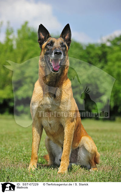 Malinois / SST-07229