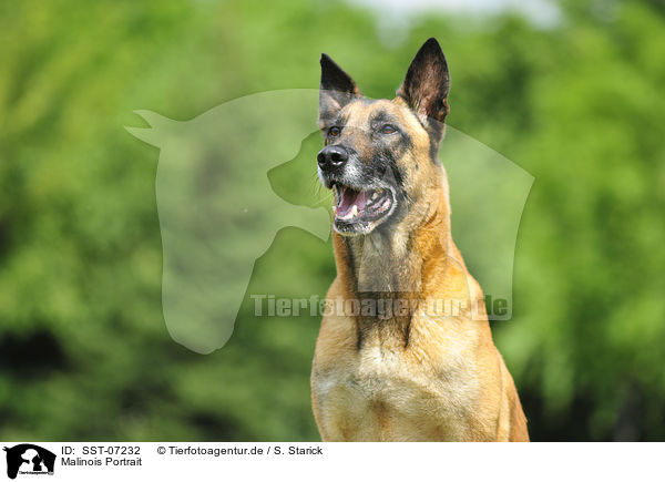 Malinois Portrait / SST-07232