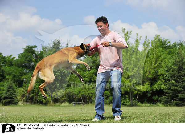 spielender Malinois / SST-07234