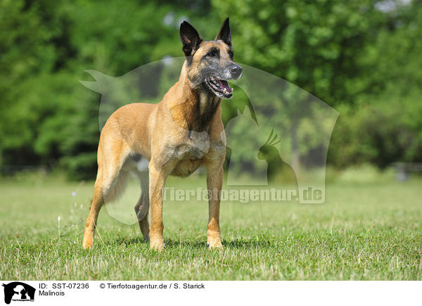 Malinois / SST-07236