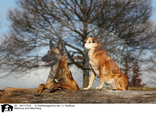 Malinois und Mischling / Malinois and mongrel / JH-11519