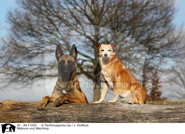 Malinois und Mischling / Malinois and mongrel / JH-11520
