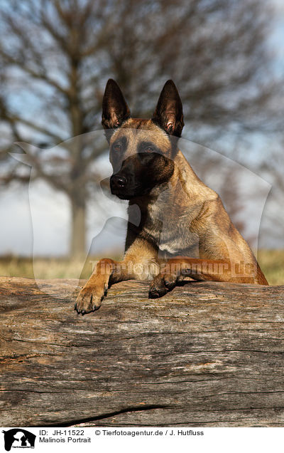 Malinois Portrait / Malinois Portrait / JH-11522