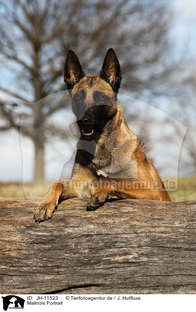 Malinois Portrait / Malinois Portrait / JH-11523