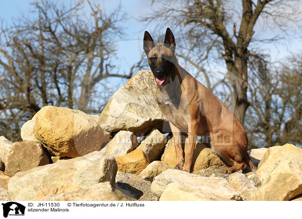 sitzender Malinois / JH-11530