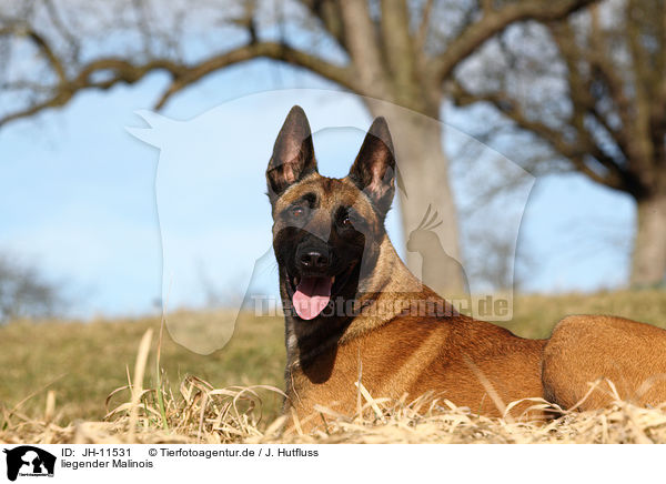 liegender Malinois / lying Malinois / JH-11531