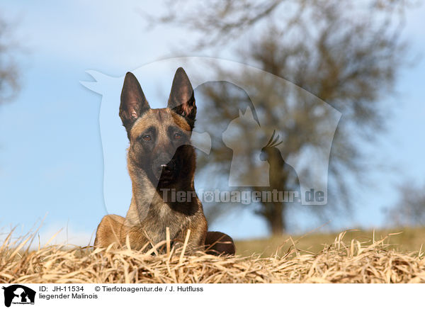 liegender Malinois / lying Malinois / JH-11534