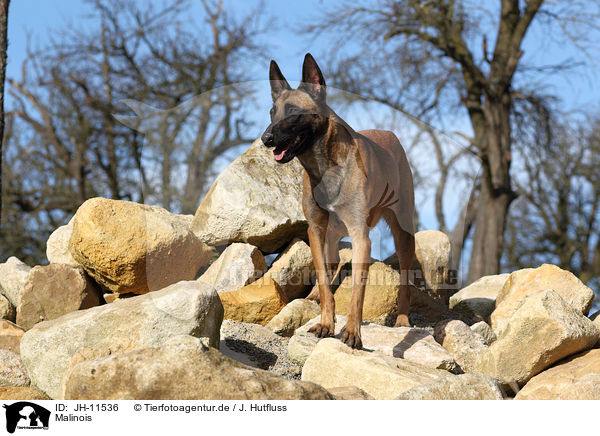 Malinois / Malinois / JH-11536