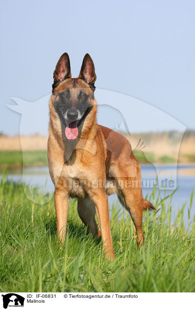 Malinois / Malinois / IF-06831