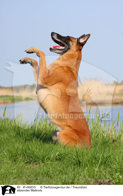 sitzender Malinois / sitting Malinois / IF-06833
