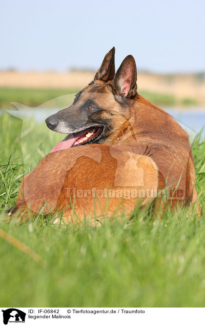 liegender Malinois / lying Malinois / IF-06842
