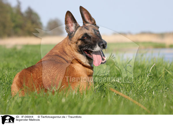 liegender Malinois / IF-06844