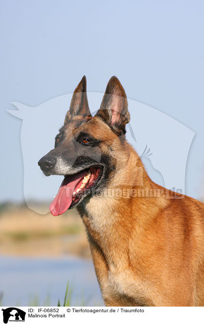 Malinois Portrait / IF-06852