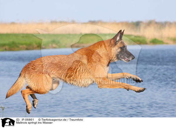 Malinois springt ins Wasser / Malinois jump into water / IF-06861