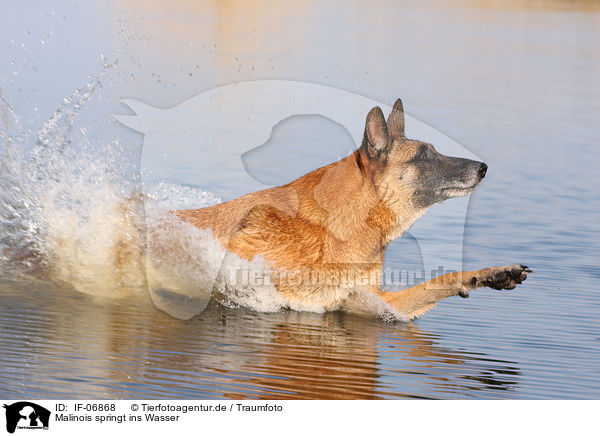 Malinois springt ins Wasser / Malinois jump into water / IF-06868
