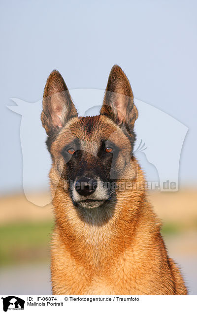Malinois Portrait / IF-06874