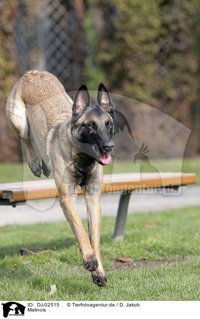 Malinois / Malinois / DJ-02515