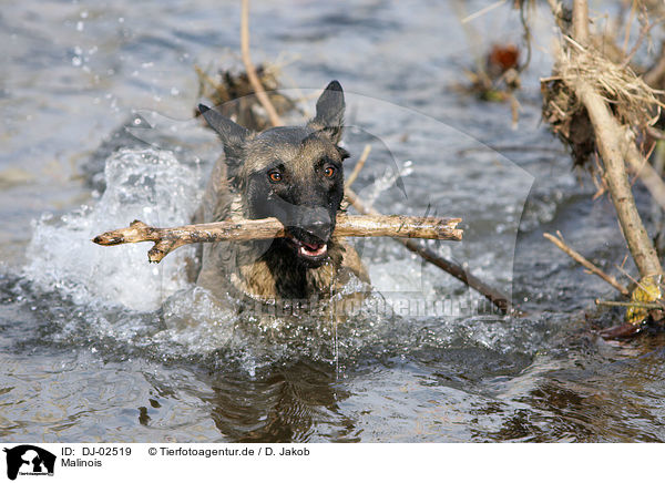 Malinois / Malinois / DJ-02519