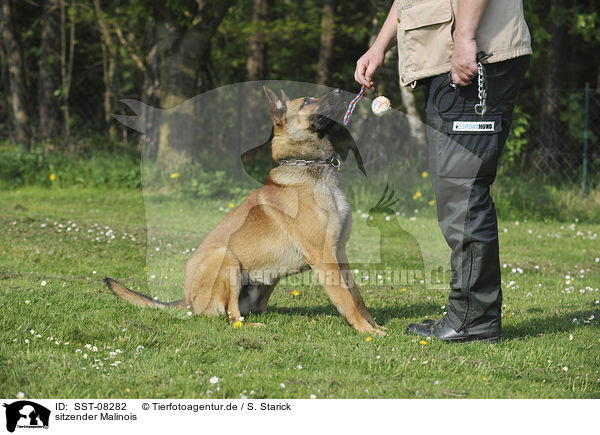 sitzender Malinois / sitting Malinois / SST-08282