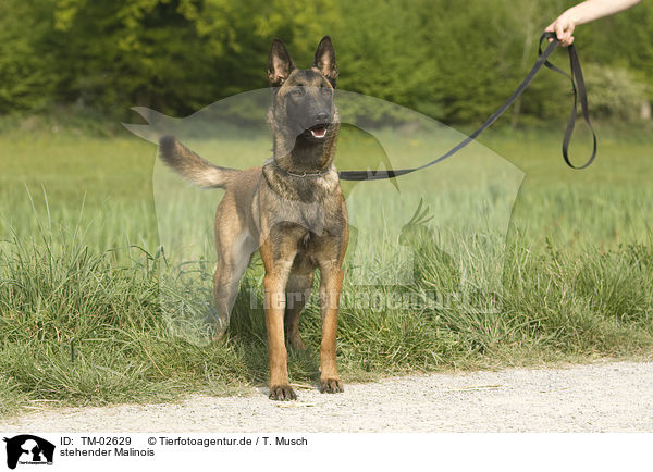 stehender Malinois / standing Malinois / TM-02629
