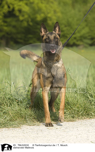 stehender Malinois / standing Malinois / TM-02630