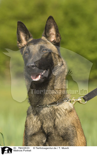 Malinois Portrait / Malinois Portrait / TM-02633