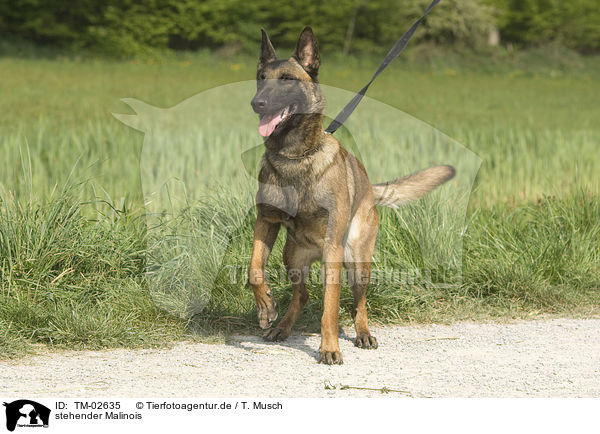 stehender Malinois / standing Malinois / TM-02635