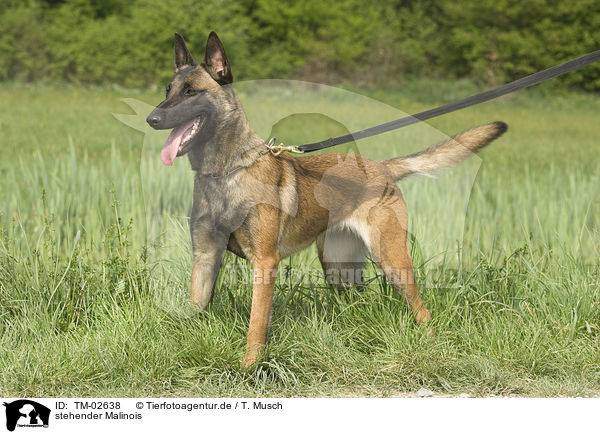 stehender Malinois / standing Malinois / TM-02638