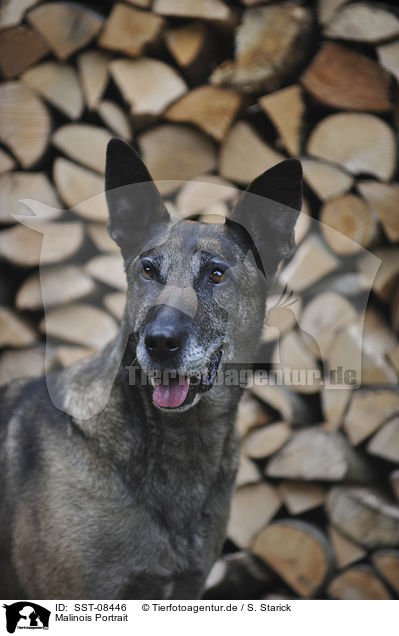 Malinois Portrait / Malinois Portrait / SST-08446