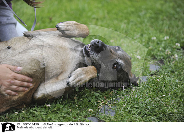 Malinois wird gestreichelt / fondling a Malinois / SST-08450
