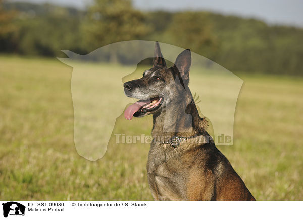 Malinois Portrait / Malinois Portrait / SST-09080