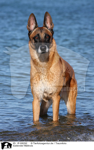 badender Malinois / bathing Malinois / IF-08292