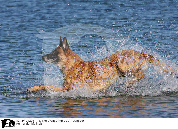 rennender Malinois / IF-08297