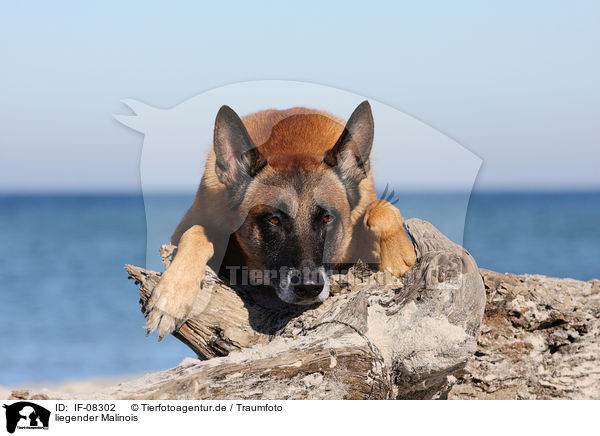 liegender Malinois / IF-08302