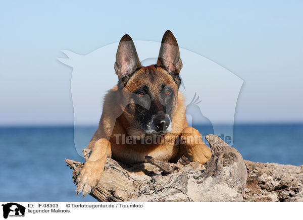 liegender Malinois / lying Malinois / IF-08303