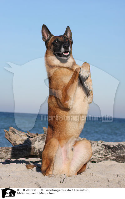 Malinois macht Mnnchen / IF-08308