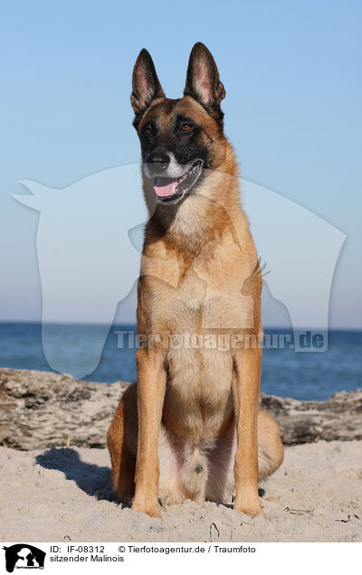 sitzender Malinois / sitting Malinois / IF-08312