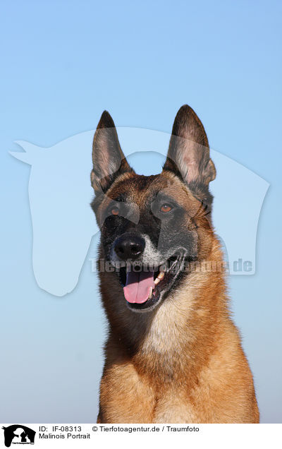Malinois Portrait / IF-08313