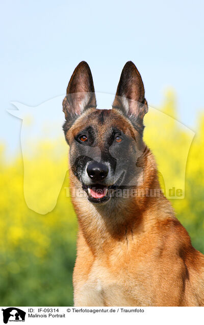 Malinois Portrait / IF-09314