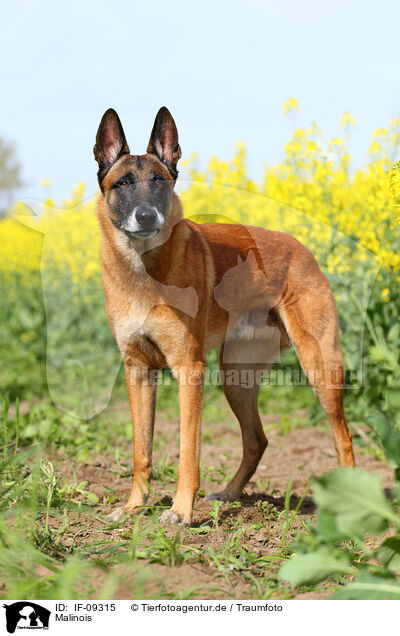 Malinois / Malinois / IF-09315