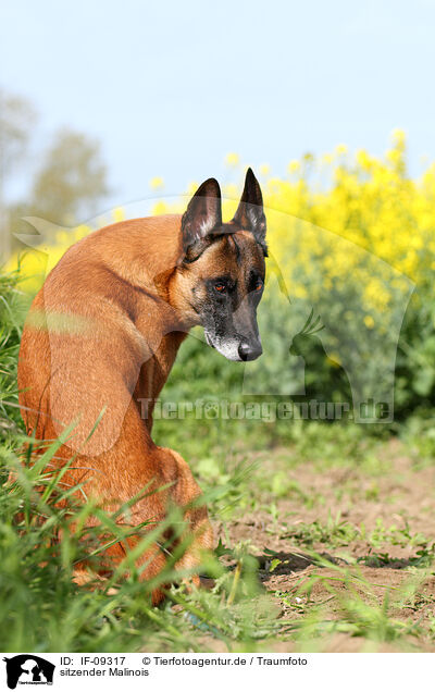 sitzender Malinois / sitting Malinois / IF-09317