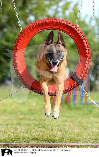 Malinois beim Agility / IF-09321