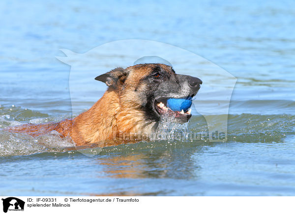spielender Malinois / playing Malinois / IF-09331