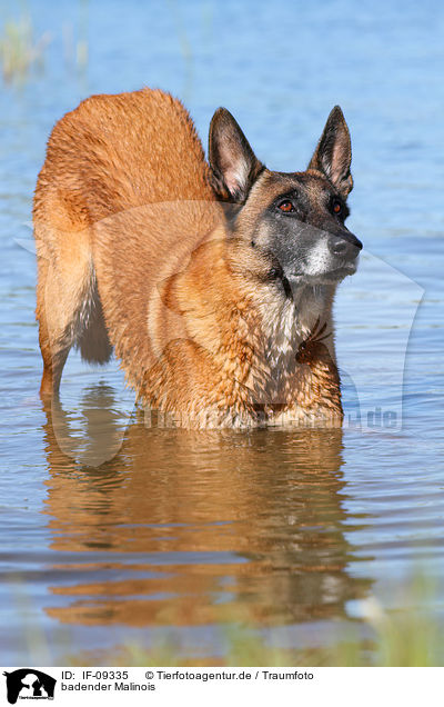 badender Malinois / IF-09335