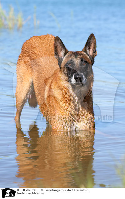 badender Malinois / IF-09336
