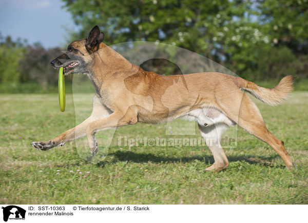 rennender Malinois / running Malinois / SST-10363