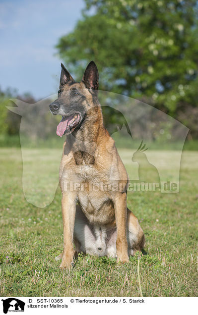 sitzender Malinois / sitting Malinois / SST-10365