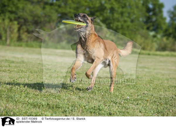 spielender Malinois / playing Malinois / SST-10369
