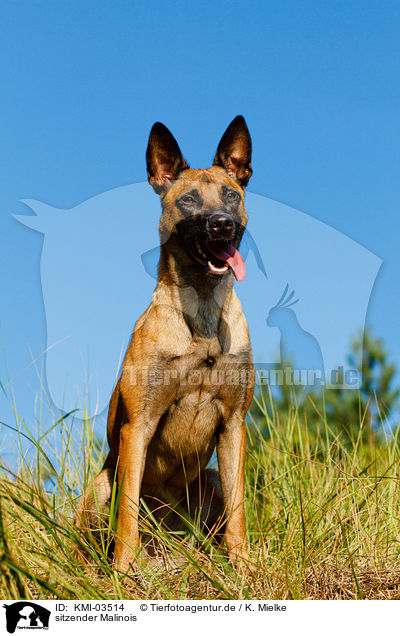 sitzender Malinois / sitting Malinois / KMI-03514